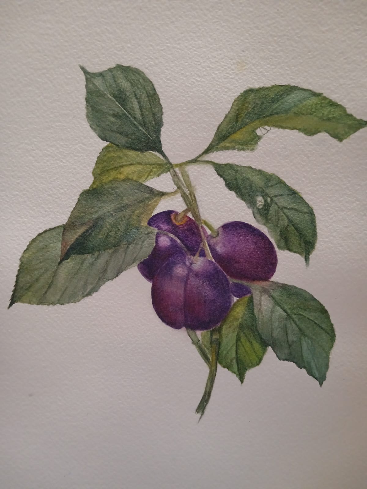 cours de peinture et d'aquarelle  belgique, atelier Marie Rossi,La Roche en Ardenne